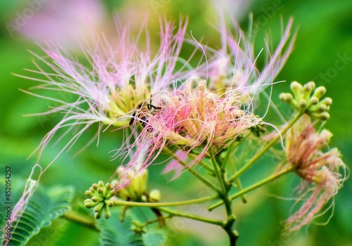 flower of a thistle