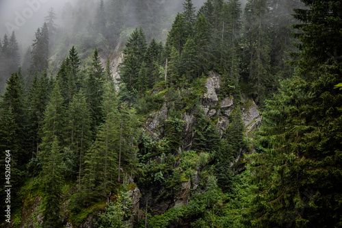 Fototapeta Deep clouds over the fir trees in the Austrian Alps - Vorarlberg region - travel