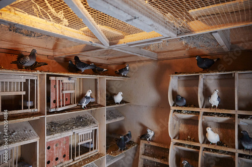 Pigeon farm with pigeons and cages made of wood