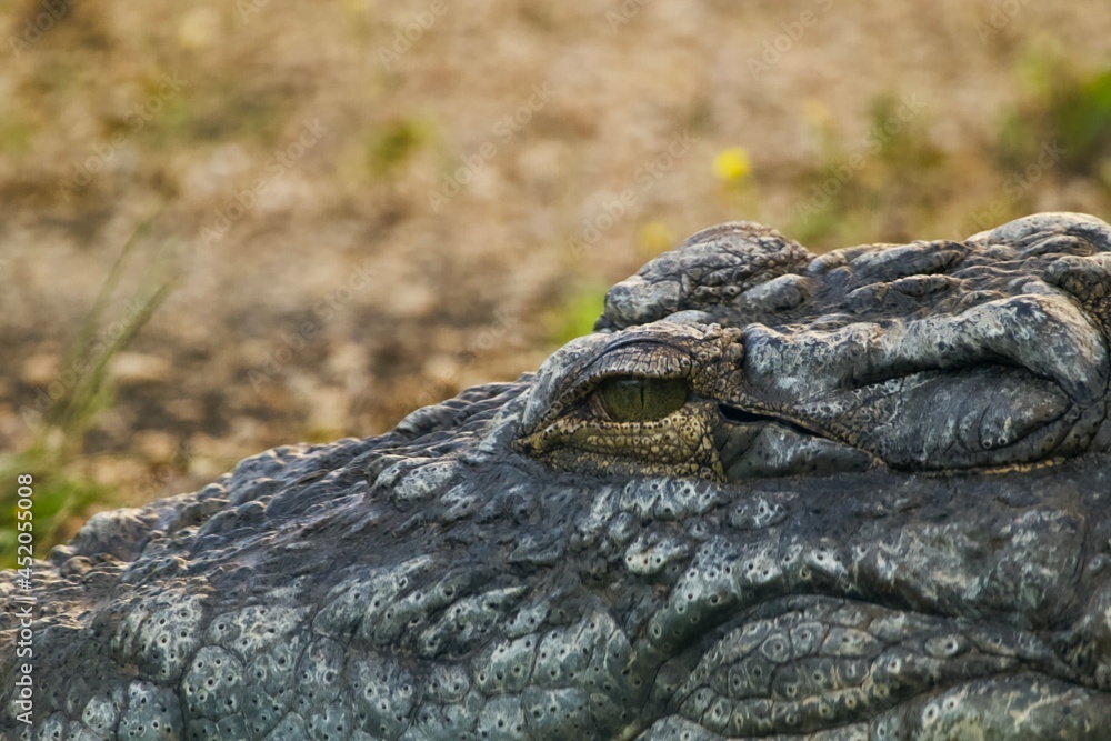 Obraz premium Crocodile
