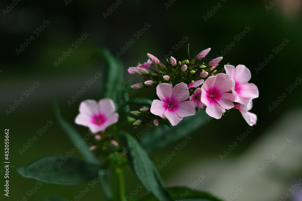 Close-up pink phlox against a blurred background of a city park on a summer evening in natural sunlight, which makes its way through light clouds.