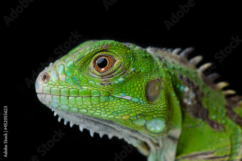 Iguana verde fondo negro