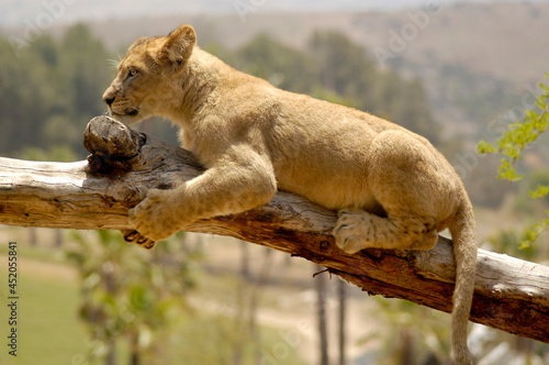 A young African lion cub is clinging onto a branch once his bravery turns into fear. 