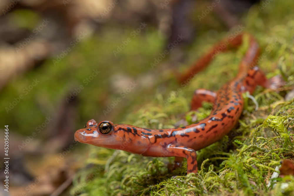 salamandra de fuego