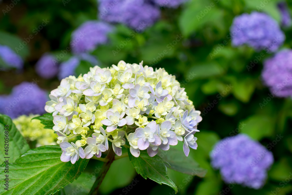 A lovely and cool beautiful hydrangea flower A lovely and cool beautiful hydrangea flower