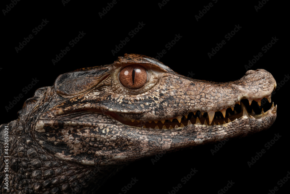 Fototapeta premium caiman enano fondo