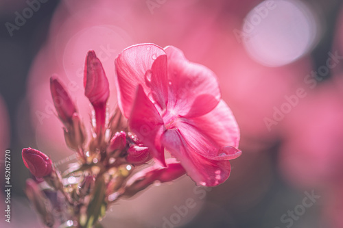close up of pink flower with dew drop