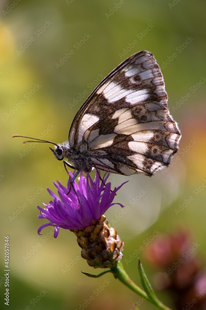 Melanargia galathea is a butterfly living on the European continent, in North Africa, southern Russia (and the Caucasus) and even in Iran and Japan. Melanargia galathea is a butterfly living on the European continent, in North Africa, southern Russia (and the Caucasus) and even in Iran and Japan.
