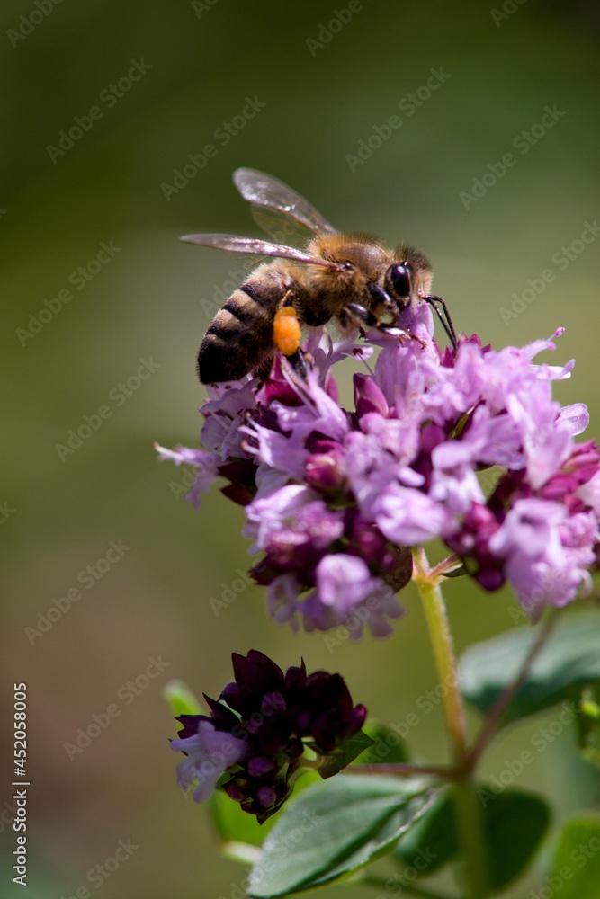 A honey bee collects nectar on a flower in a meadow. A honey bee collects nectar on a flower in a meadow.