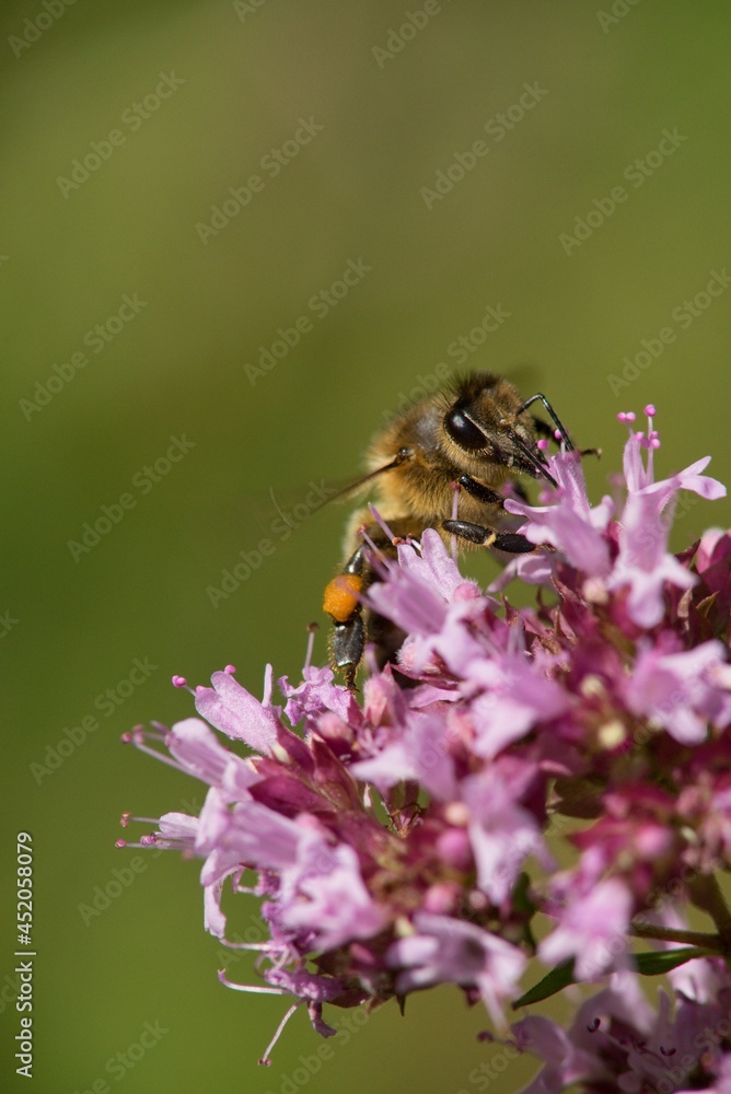 A honey bee collects nectar on a flower in a meadow. A honey bee collects nectar on a flower in a meadow.