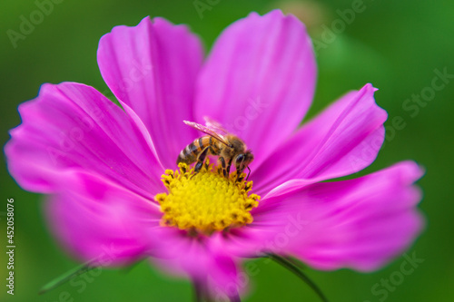 Blume mit Biene Macro