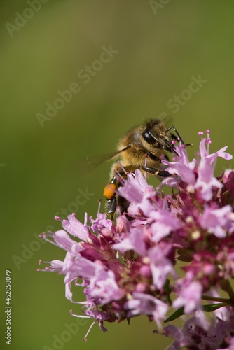 A honey bee collects nectar on a flower in a meadow.