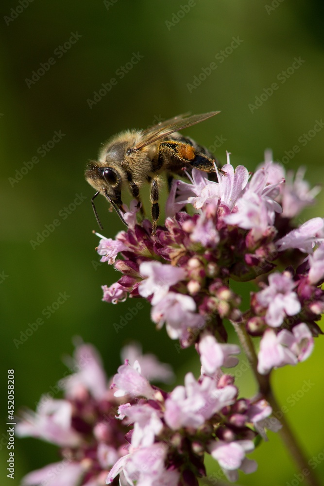 A honey bee collects nectar on a flower in a meadow. A honey bee collects nectar on a flower in a meadow.
