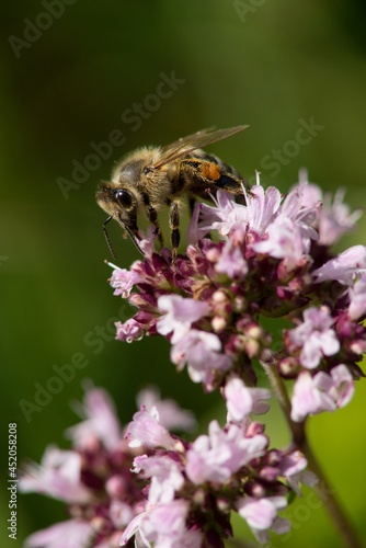 A honey bee collects nectar on a flower in a meadow. © venars.original
