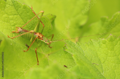 Speckled Bush Cricket, scientific name Leptophyes punctatissima. The bush cricket rests on a leaf. 