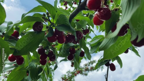 Close-up of ripe dogwood fruit in clear summer weather. Gardening concept
