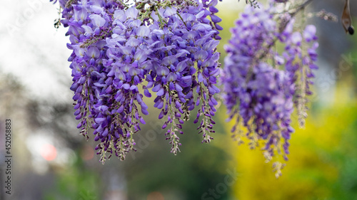 Purple lavender flowers in the garden with smooth background