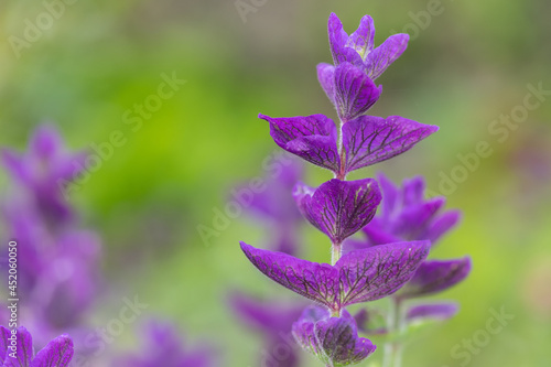 Close up of purple annual sage (salvia horminium) flowers in bloom photo