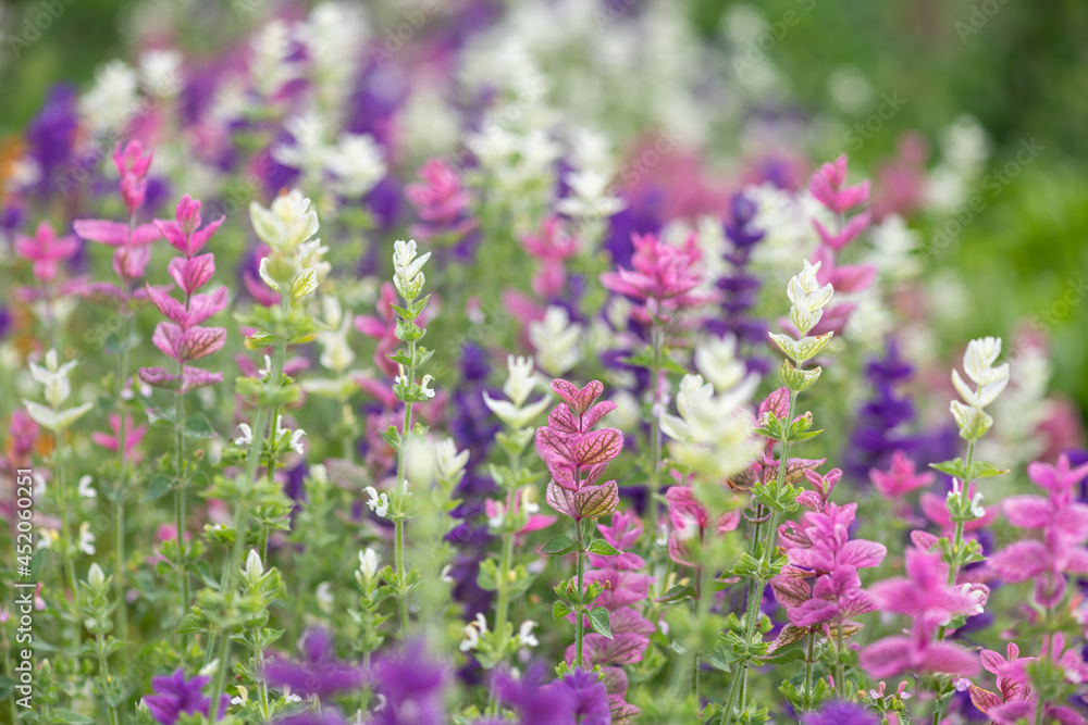 Annual sage (salvia horminium) flowers in bloom Annual sage (salvia horminium) flowers in bloom