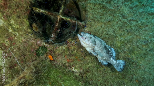 Dead Dusky Grouper hanging from lost fishing tackle on a shipwreck Swedish ferry MS Zenobia. Wreck diving. Problem of ghost gear - any fishing gear that has been abandoned, lost or otherwise discarded