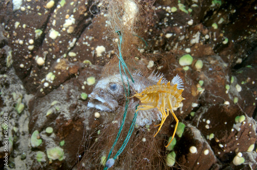 Dead Bighead sculpin hanging from lost fishing line on a Baikal lake.  Problem of ghost gear - any fishing gear that has been abandoned  lost or otherwise discarded