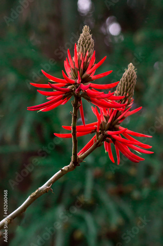 Brazilian medicinal coral tree flower photo