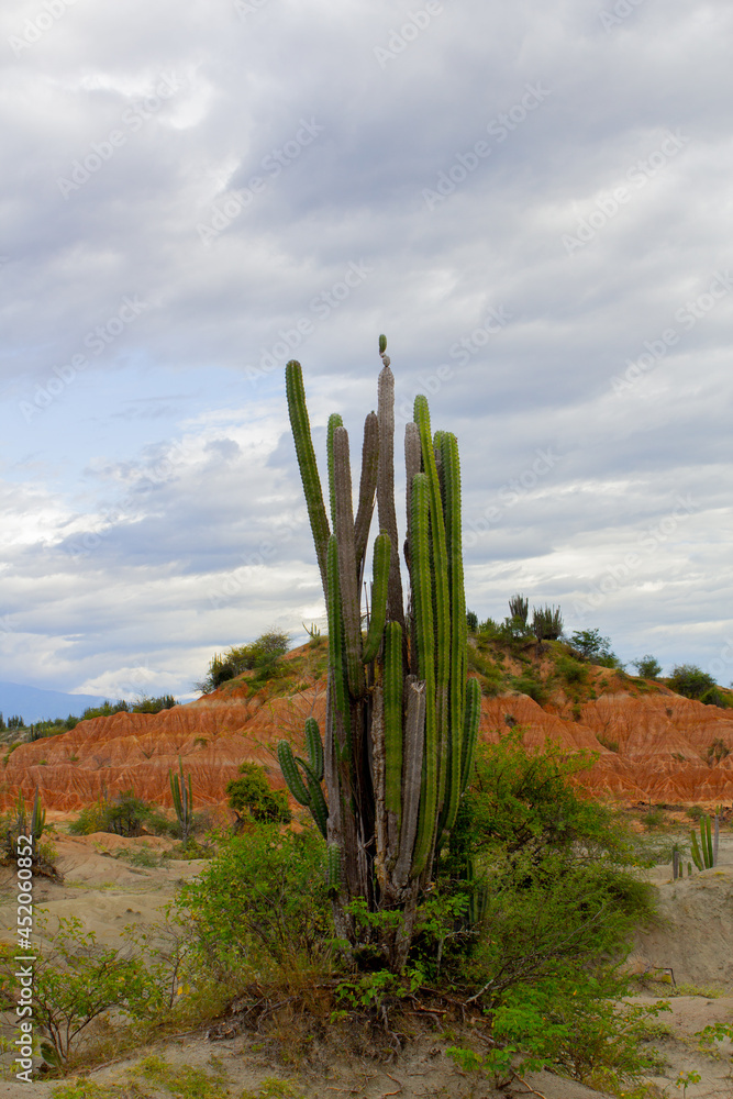 big cactus in the desert big cactus in the desert