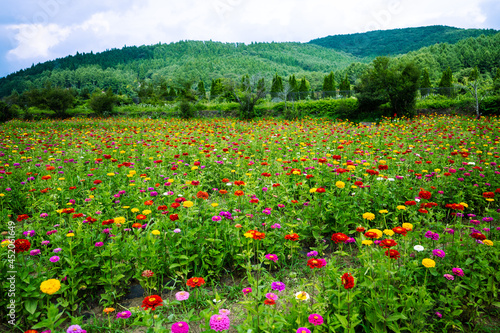 field of flowers
