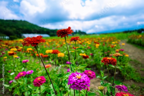 field of flowers