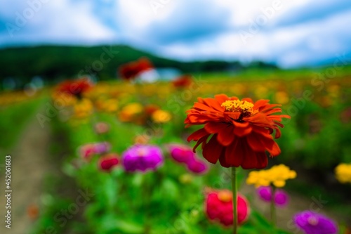field of flowers