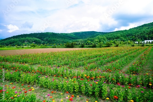 field of flowers