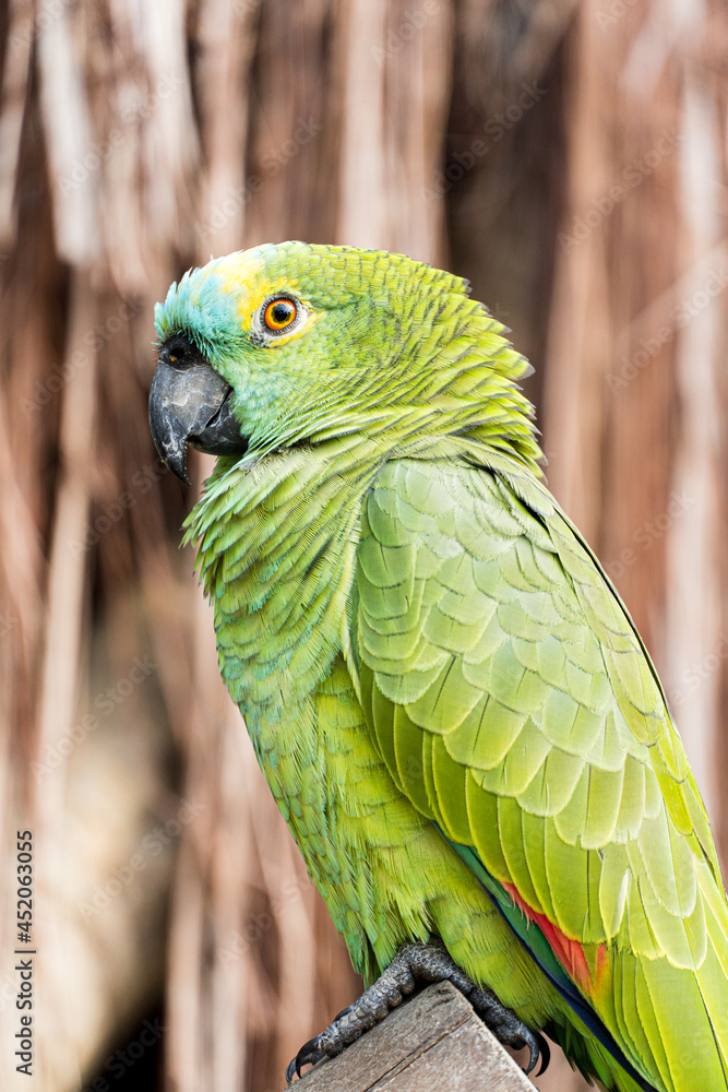 Parrot, green and yellow, originating in Brazil, in a bio park.