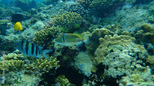 Assasi triggerfish or Arabian picassofish (Rhinecanthus assasi) and Sergeant major or Indo-Pacific sergeant (Abudefduf vaigiensis) undersea, Red Sea, Egypt, Sharm El Sheikh, Nabq Bay
 photo