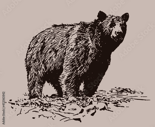 Grizzly bear ursus arctos horribilis standing on rocky ground. Isolated on brown background after vintage engraving from early 20th century photo