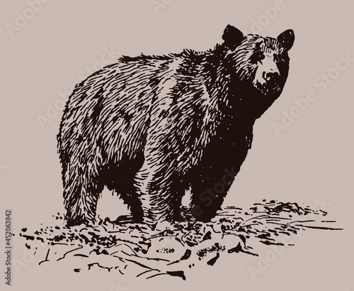 Grizzly bear ursus arctos horribilis standing on rocky ground. Isolated on brown background after vintage engraving from early 20th century