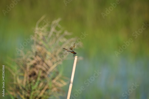 brachymesia gravida aka four-spotted pennant on a bamboo reed