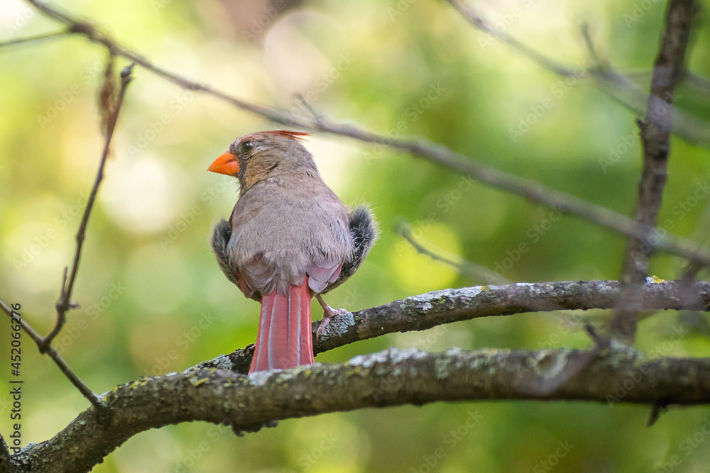 A female cardinal is sitting on a branch A female cardinal is sitting on a branch