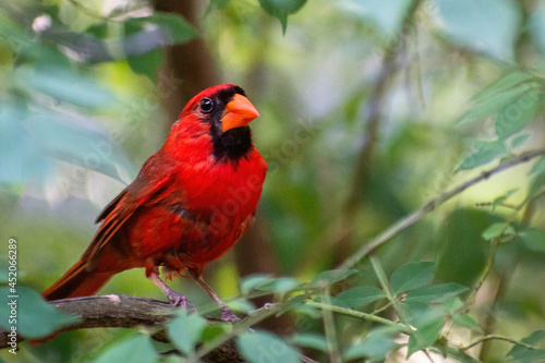 Red male cardinal is sitting on a branch
