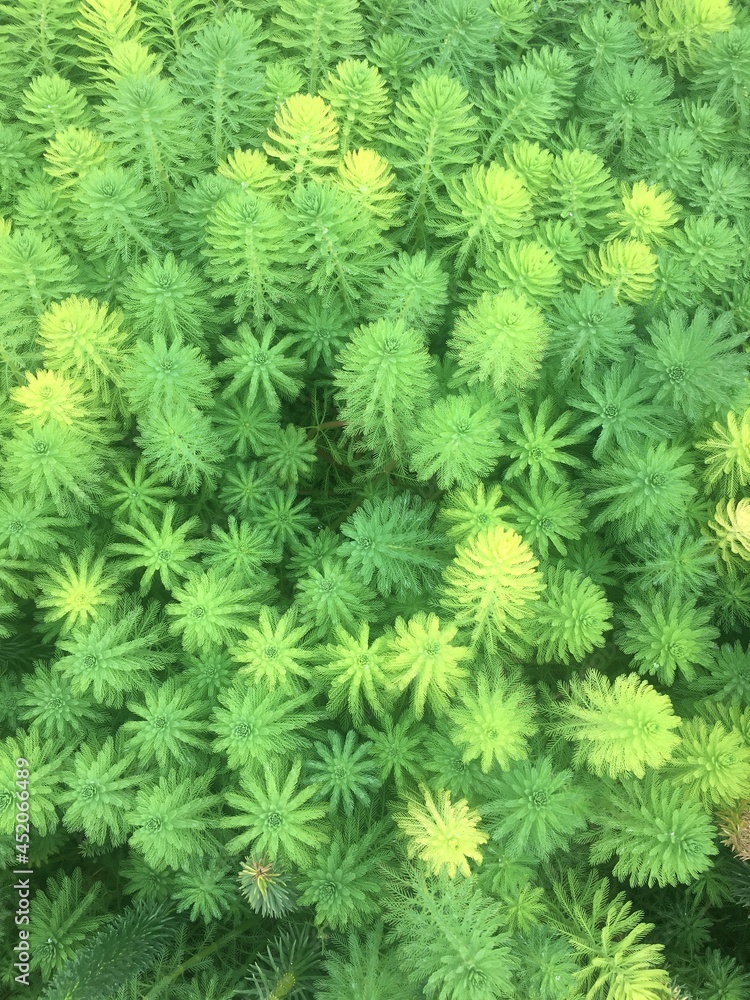 green fern background green fern background