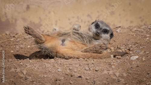 Close up photograph of a meerkat relaxing in the sunshine. It is lying on its back with its back legs spread wide open. Its head is lifted up as it stares at the camera