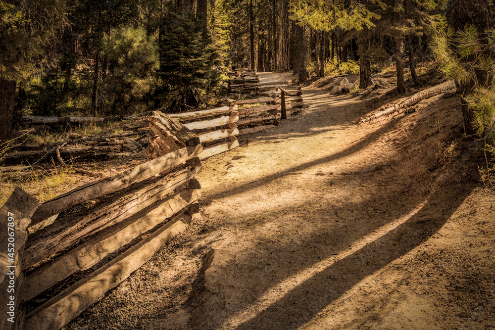 A foot trail in Mariposa Grove of Giant Sequoias, Yosemite National Park, California, USA