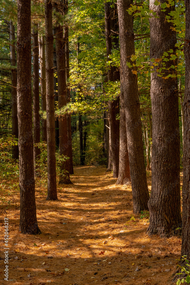 Tall Tree Trunks Stand At Attention Along Pine Needle Carpeted Trail