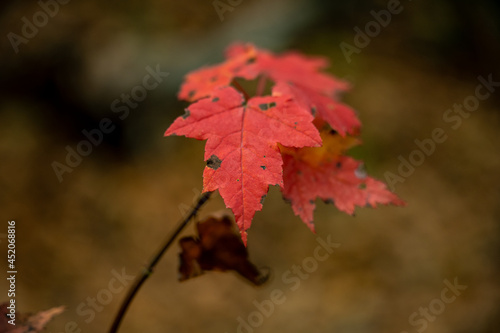 Tip of Bright Red Leaf In Fall