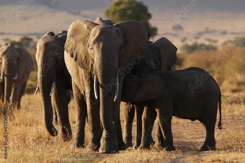 Elephant family living in Masai Mara  Kenya