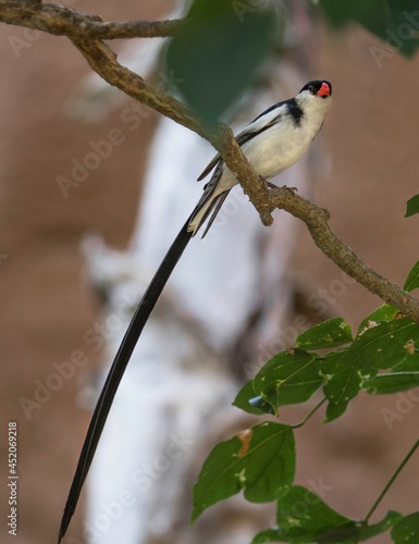 This image shows a wild exclamatory paradise whydah or Uelle paradise whydah (Vidua interjecta) bird elegantly perched in treetops. photo