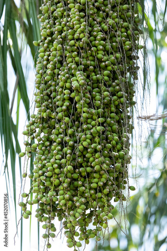Green queen palm berries Syagrus romanzoffiana on a palm tree photo