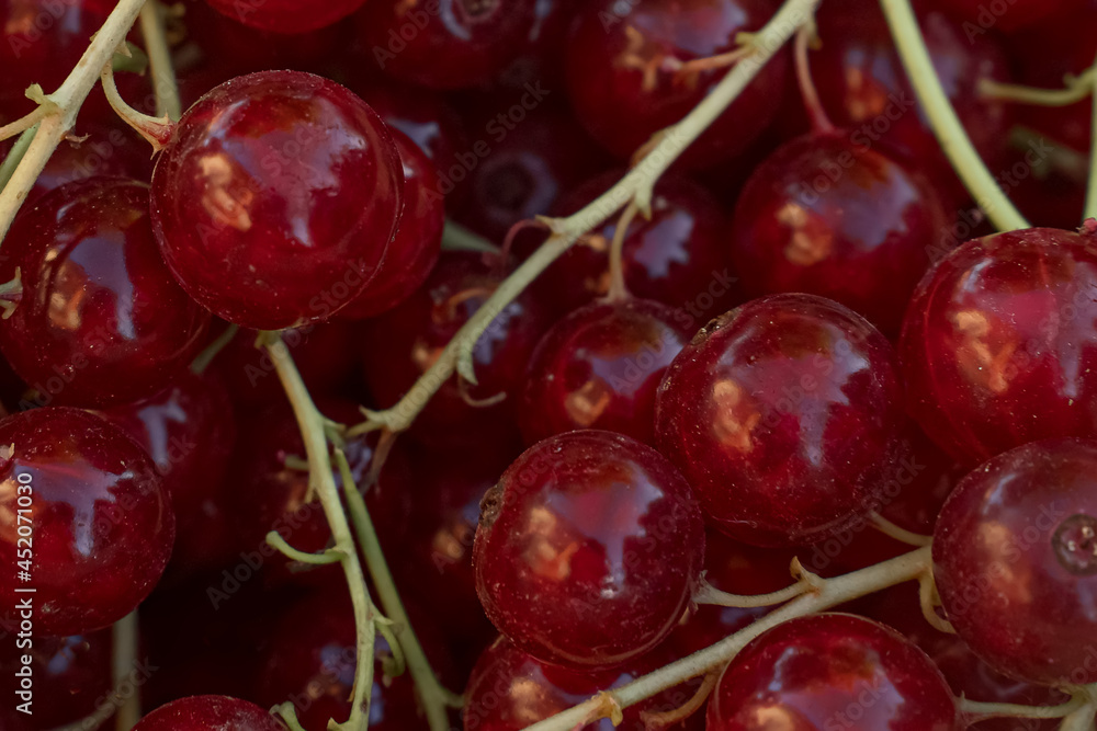 Red currant berries with twigs very close-up top view. Berries and fruits close-up. Fruit without chemical additives. Healthy eating and ecological food. Fitness diet. Selected perfectly round berries Red currant berries with twigs very close-up top view. Berries and fruits close-up. Fruit without chemical additives. Healthy eating and ecological food. Fitness diet. Selected perfectly round berries