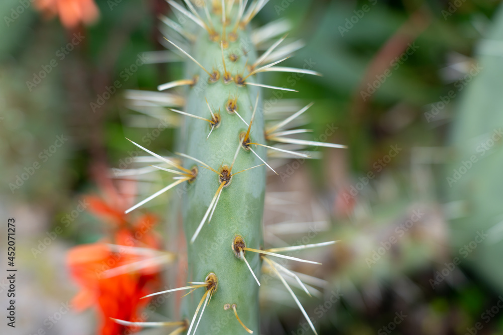 Prickly pear cactus leaf and spikes closeup Prickly pear cactus leaf and spikes closeup