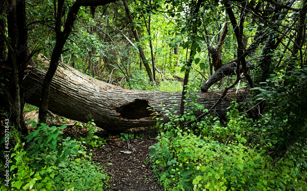 Nature Nature