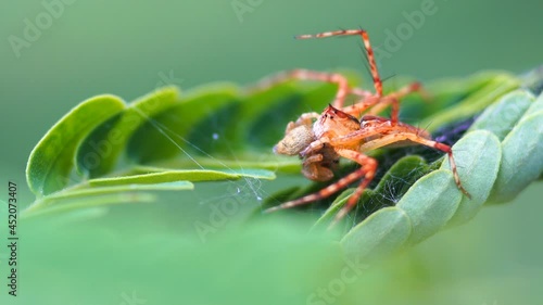 Macro photography of a spider
